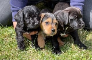 Jack Russell Cross Puppies for Sale 