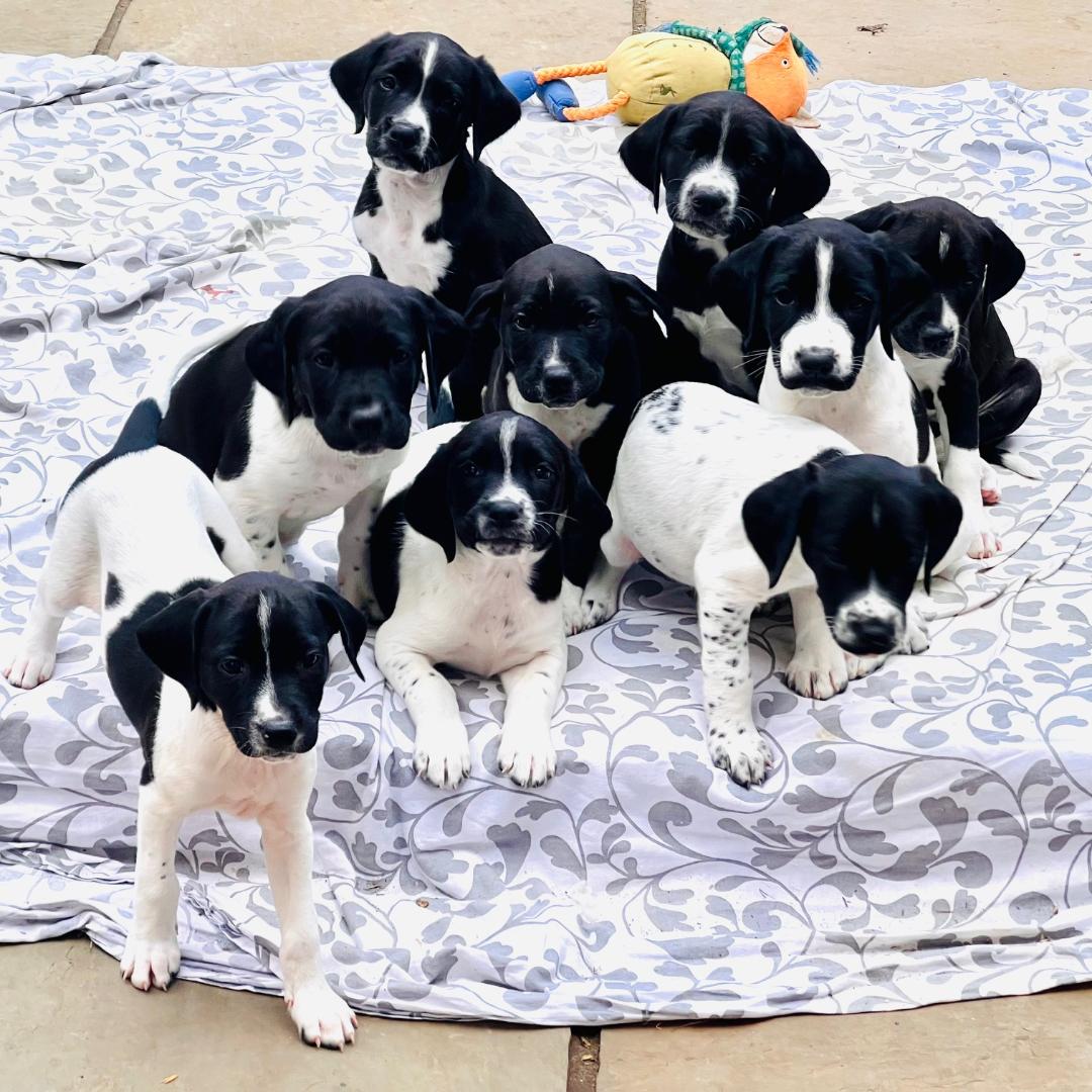 9 Splurcher Puppies - Whippet Lurcher/English Springer Spaniel